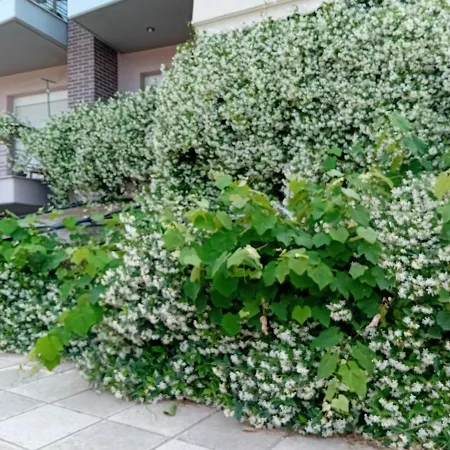 Stella's Jasmine 公寓 塞萨洛尼基