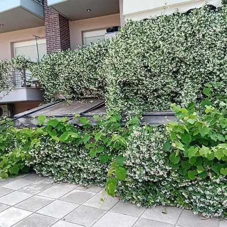 Stella's Jasmine
